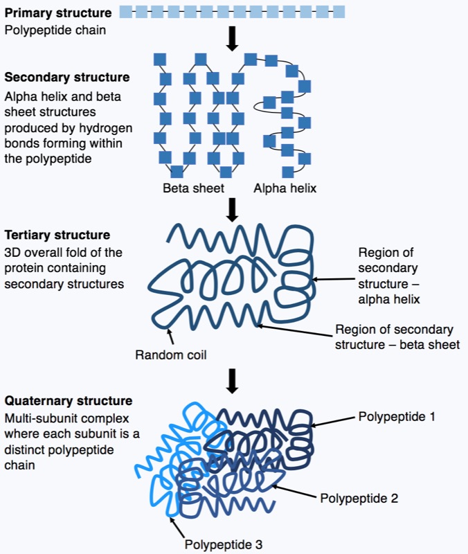 Protein folding illustration